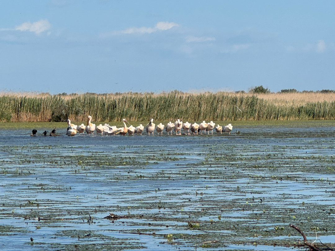 Tours in Delta with John-Crisan必去景点
