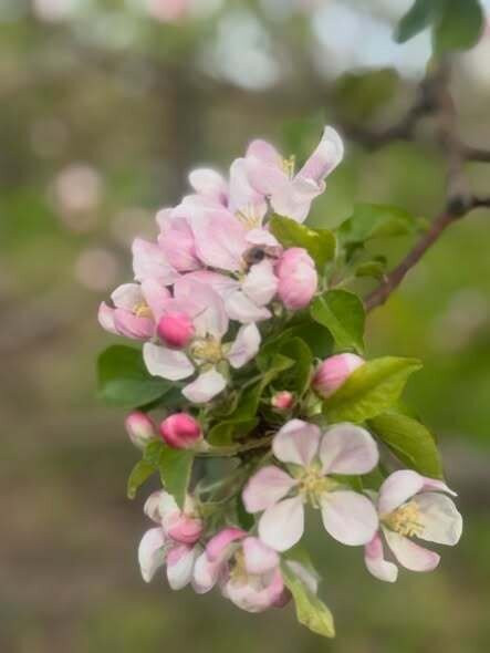 Oakwood Fruit Farm-Richland Center必去景点