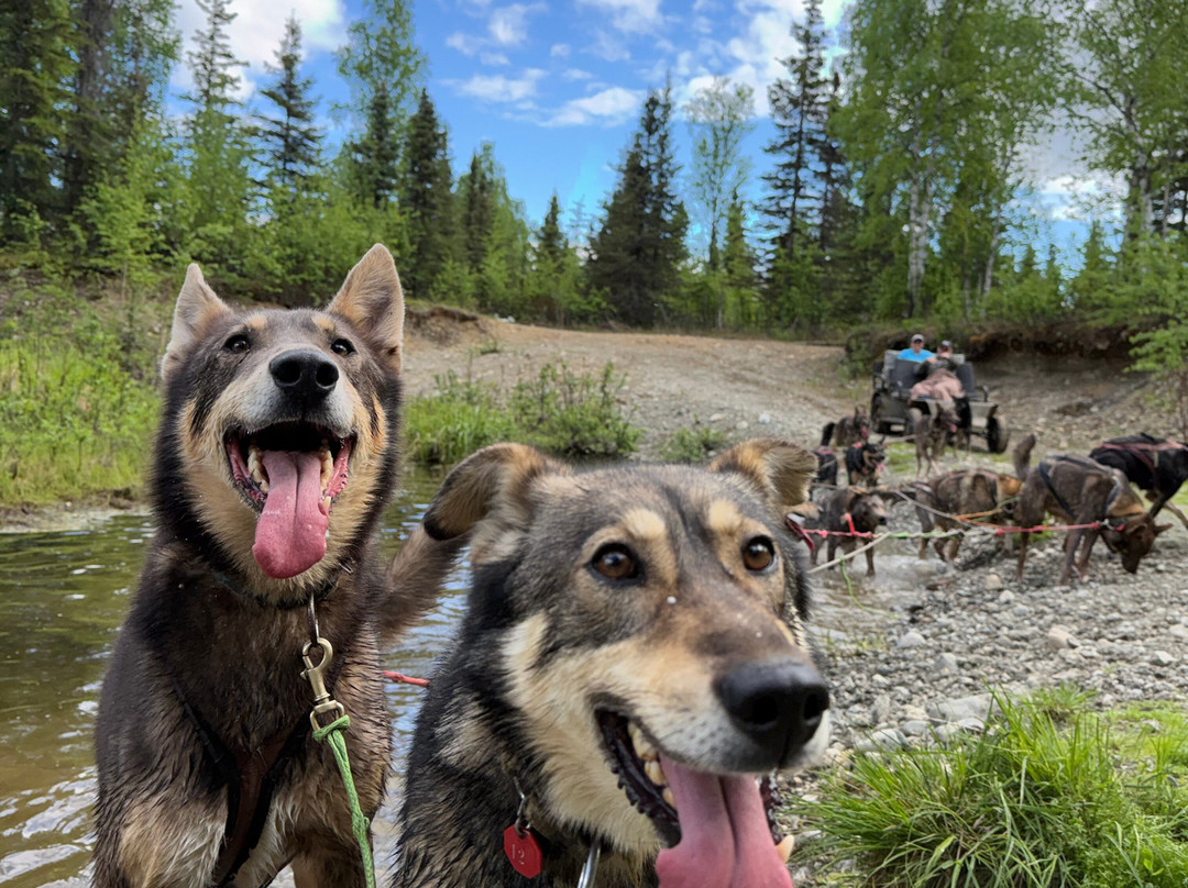 The Alaska Dogstead Mushing Company-Big Lake必去景点