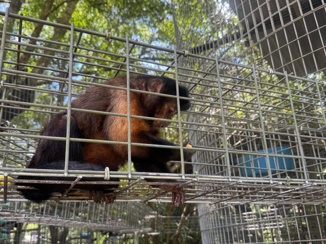 Jungle Friends Primate Sanctuary-盖恩斯维尔必去景点