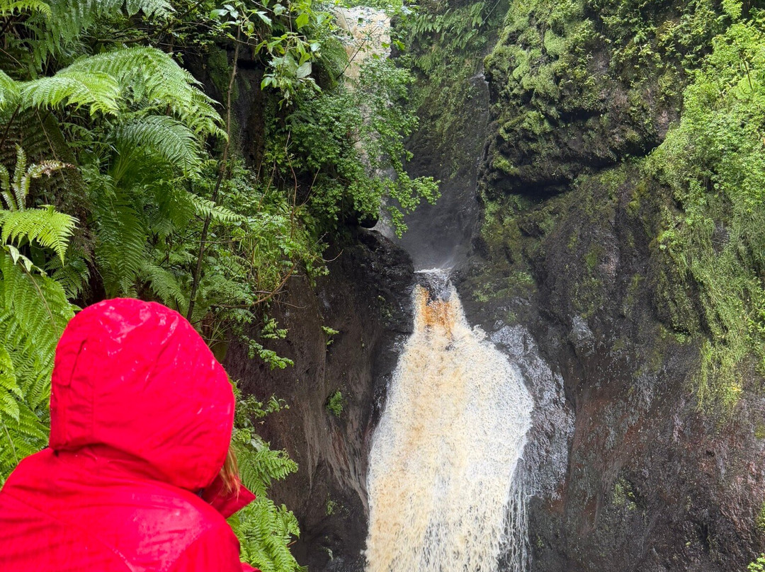 Glenariff Forest Park-County Antrim必去景点