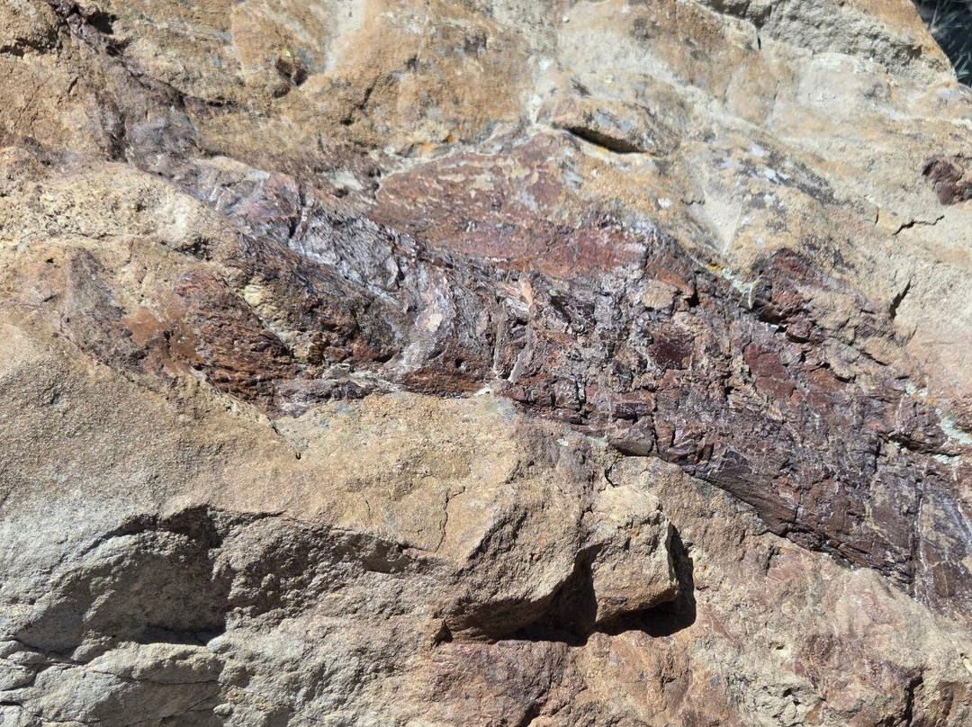 Dinosaur Ridge-Morrison必去景点