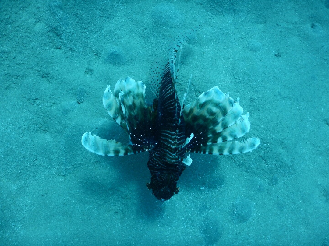 iDive Diving Centre-马卡迪湾必去景点