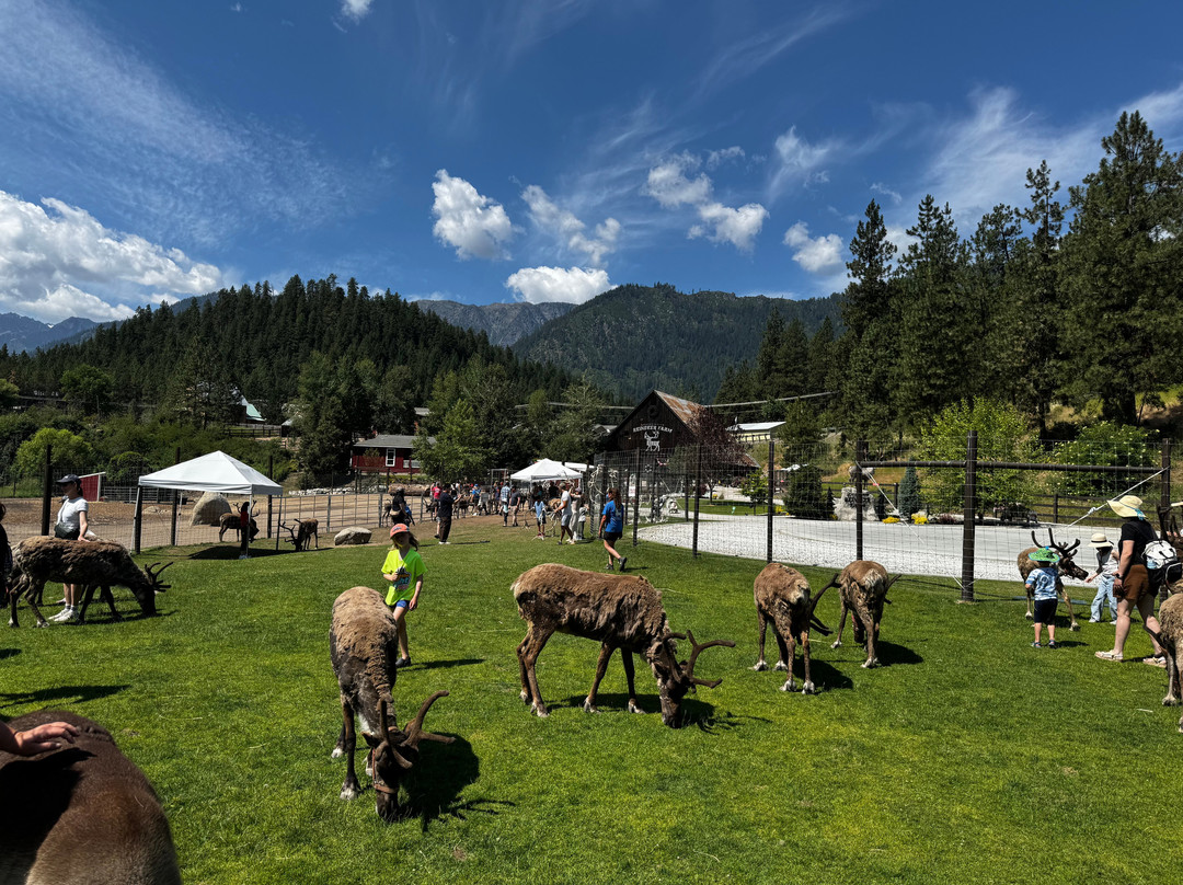 Leavenworth Reindeer Farm-莱文沃思必去景点