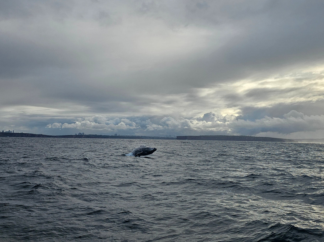 Go Whale Watching Sydney-悉尼必去景点