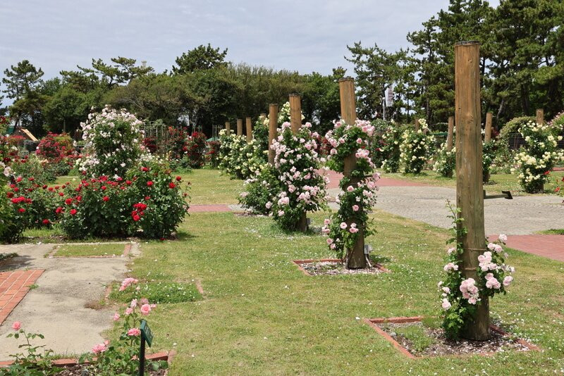 Hamadera Park-坂井市必去景点