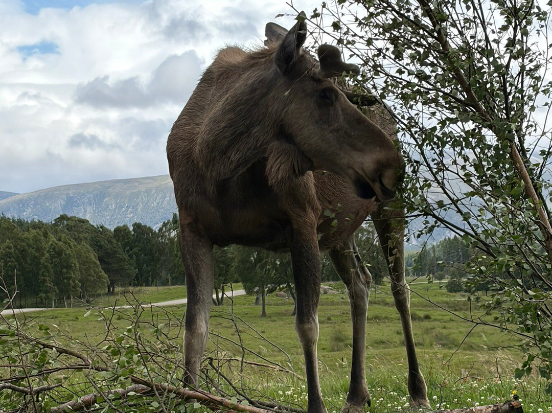Highland Wildlife Park-Kincraig必去景点