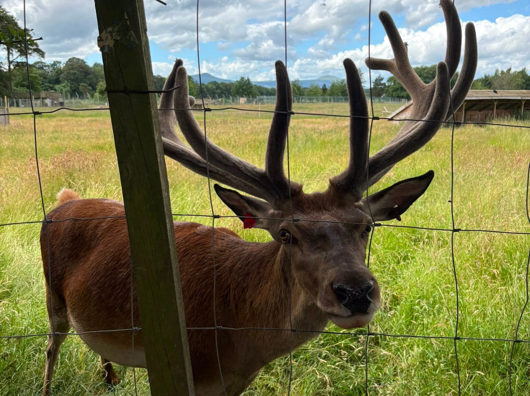 The Scottish Deer Centre-库珀必去景点