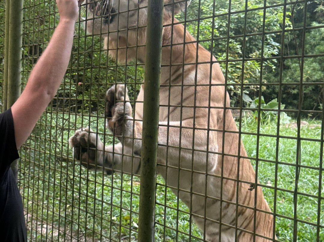 猎豹动物园-桑给巴尔岛必去景点