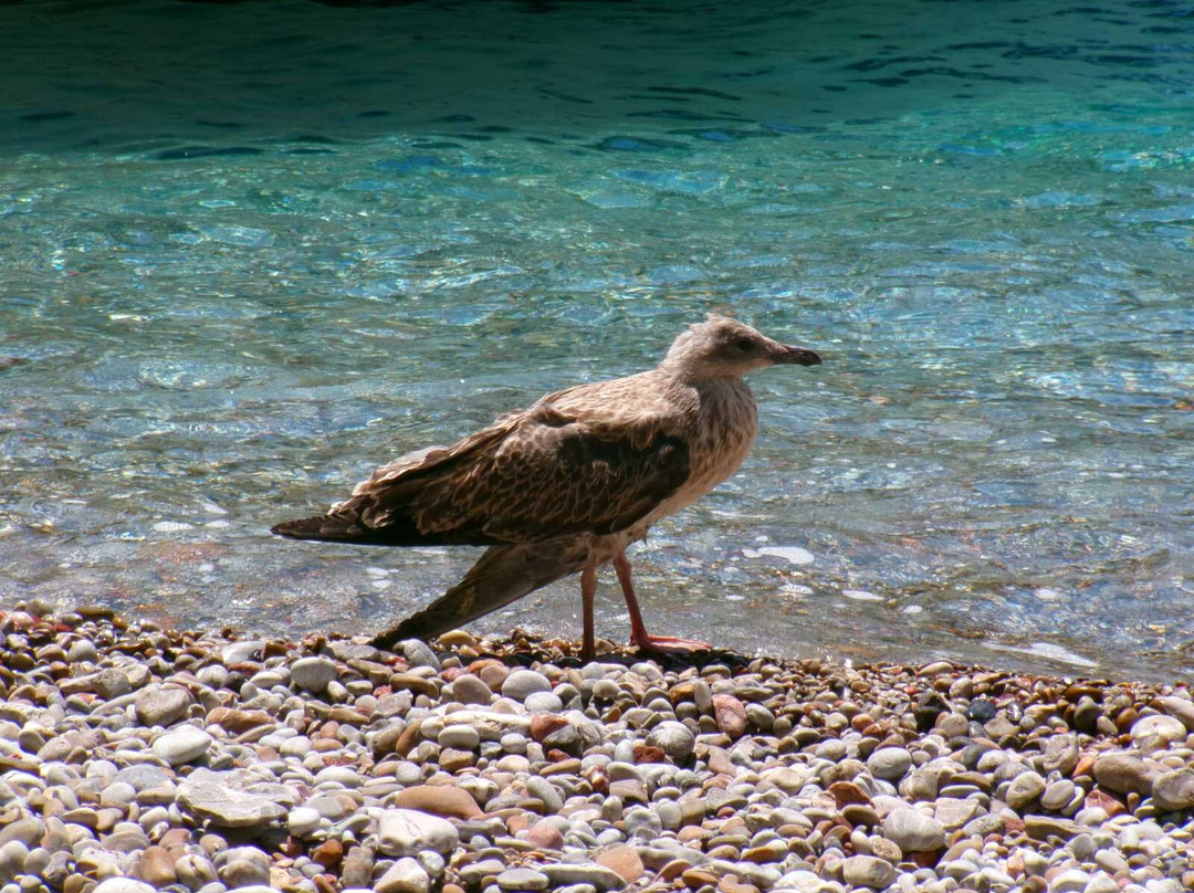Mare Sud Diving Center-Kokkinos Pirgos必去景点