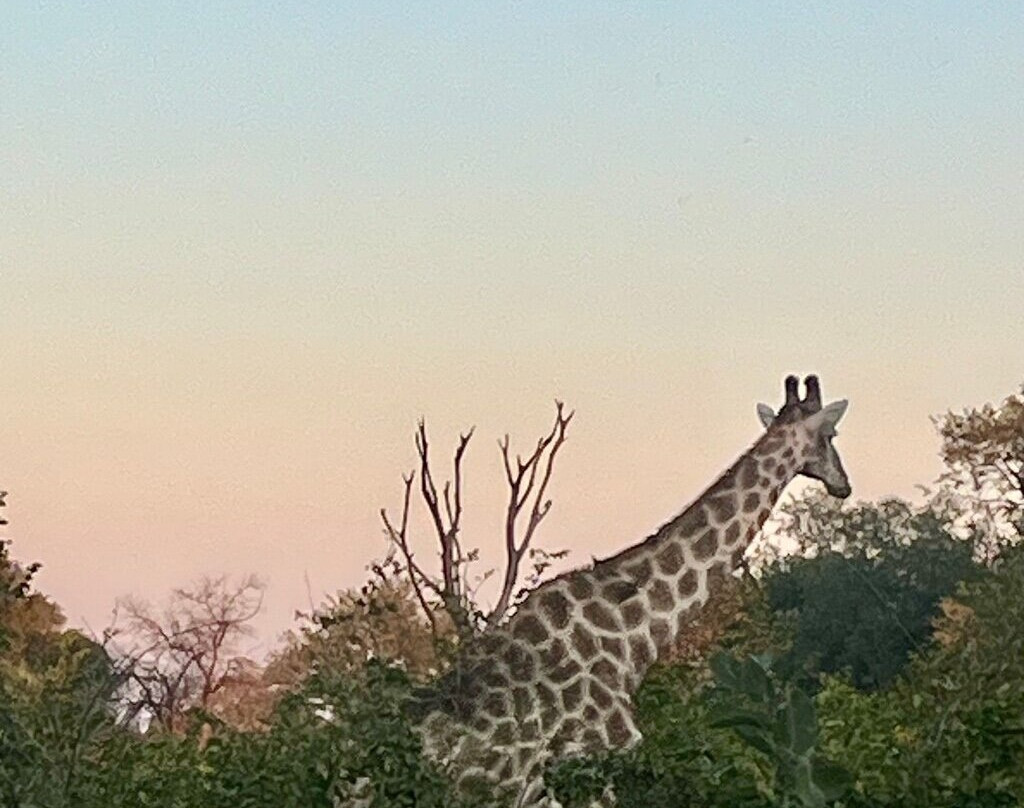 Moremi Wildlife Reserve-莫雷米野生动物保护区必去景点