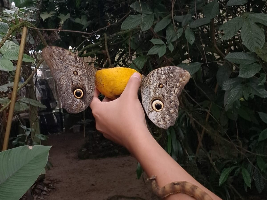 Mariposario DEDALMA-Mera必去景点