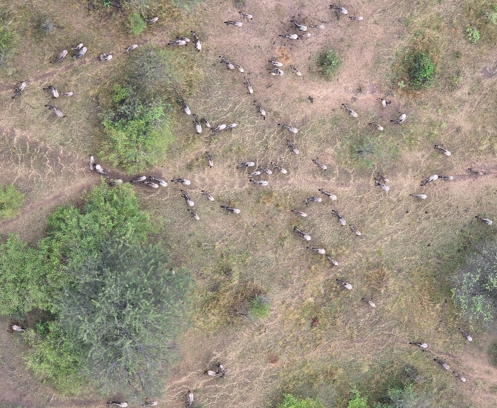 Adventures Aloft Balloon Safari Tanzania-Ikoma必去景点