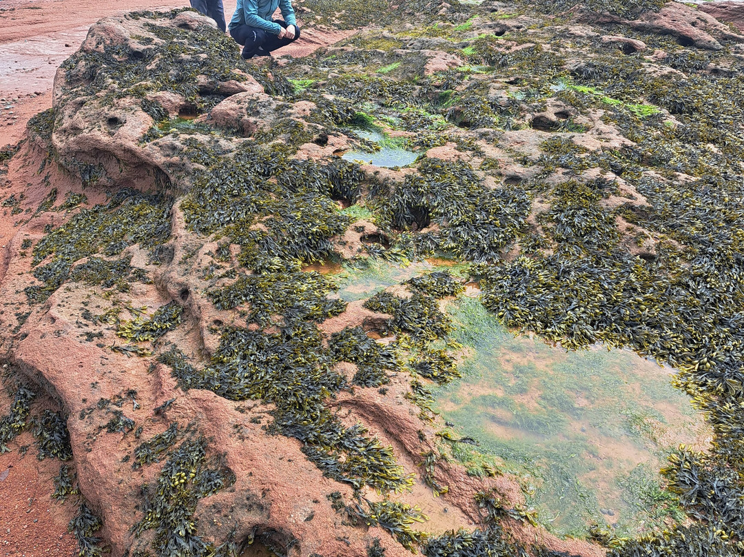 Burntcoat Head Park-Noel必去景点