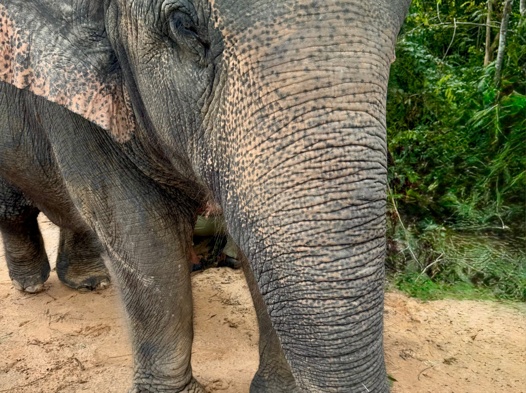 Kulen Elephant Forest-暹粒必去景点