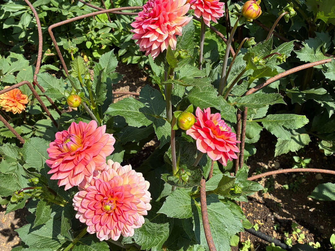 Rousham House & Garden-Rousham必去景点