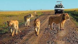 Murchison Falls National Park-马辛迪必去景点
