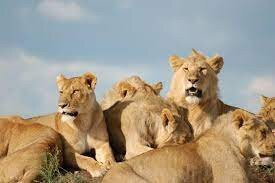 Murchison Falls National Park-马辛迪必去景点