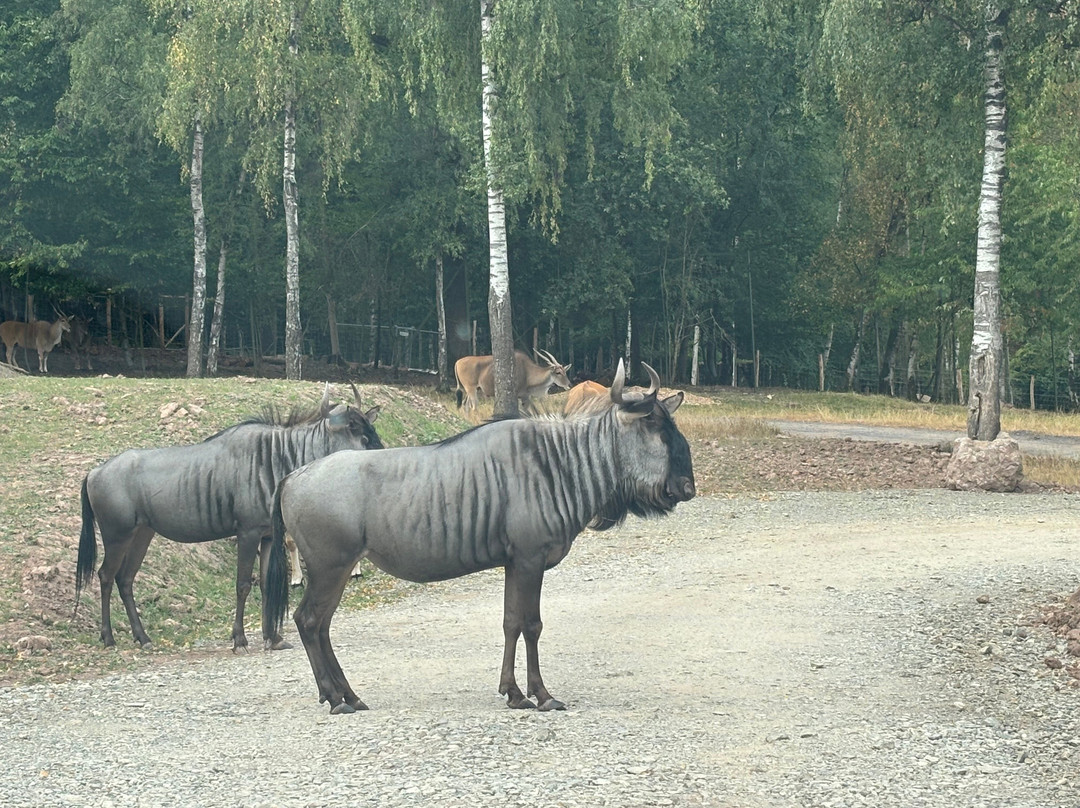 Le Monde Sauvage Safari Parc-艾瓦耶必去景点
