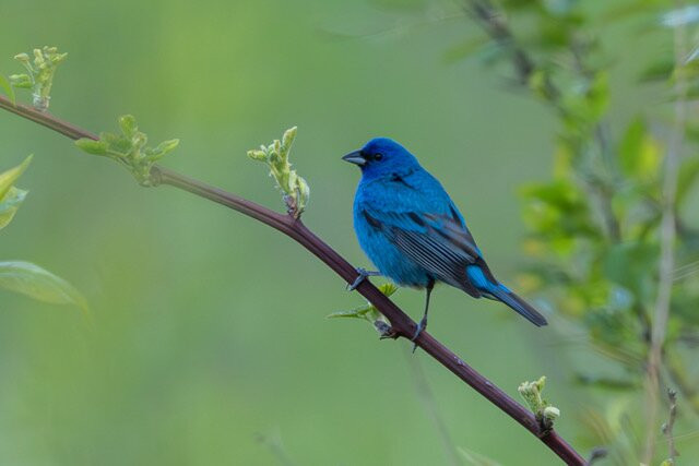 New England Bird Tours-East Middlebury必去景点