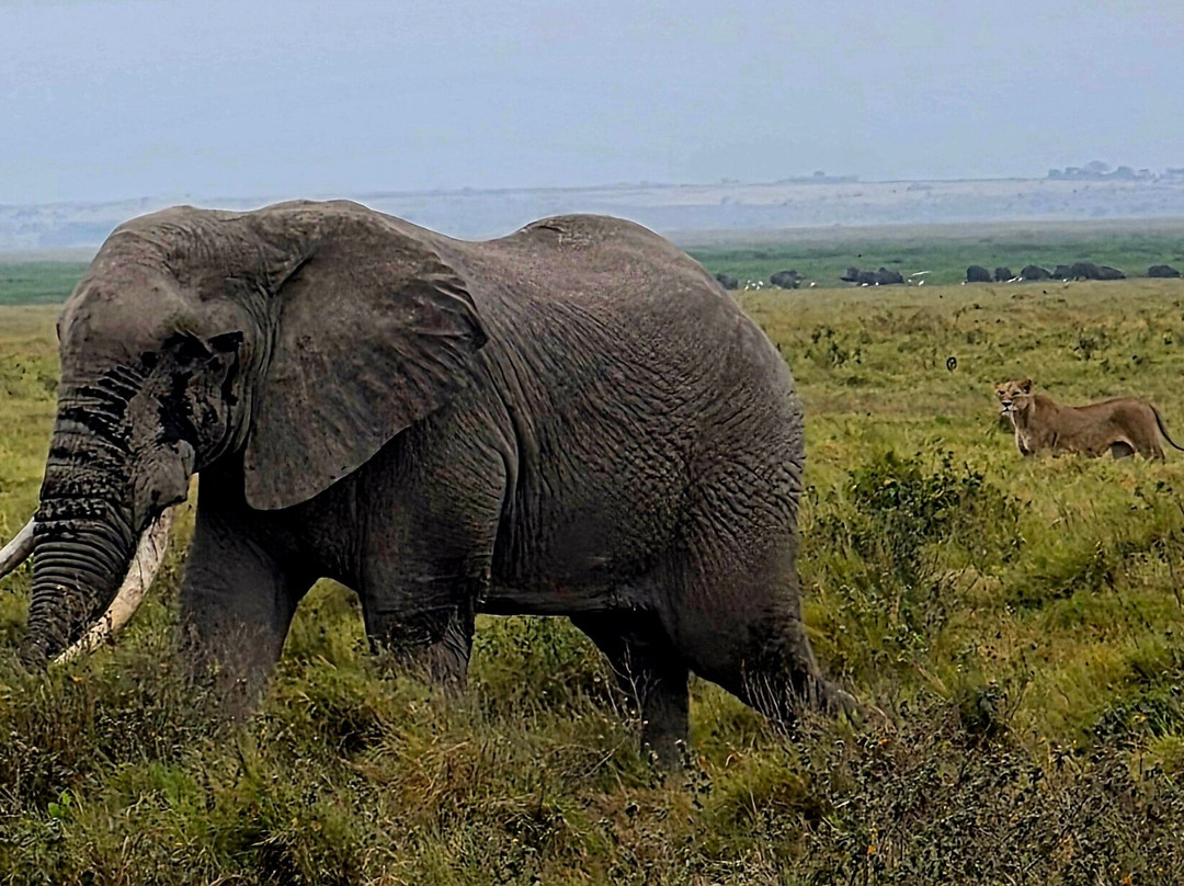 Amboseli National Park-Amboseli Eco-system必去景点