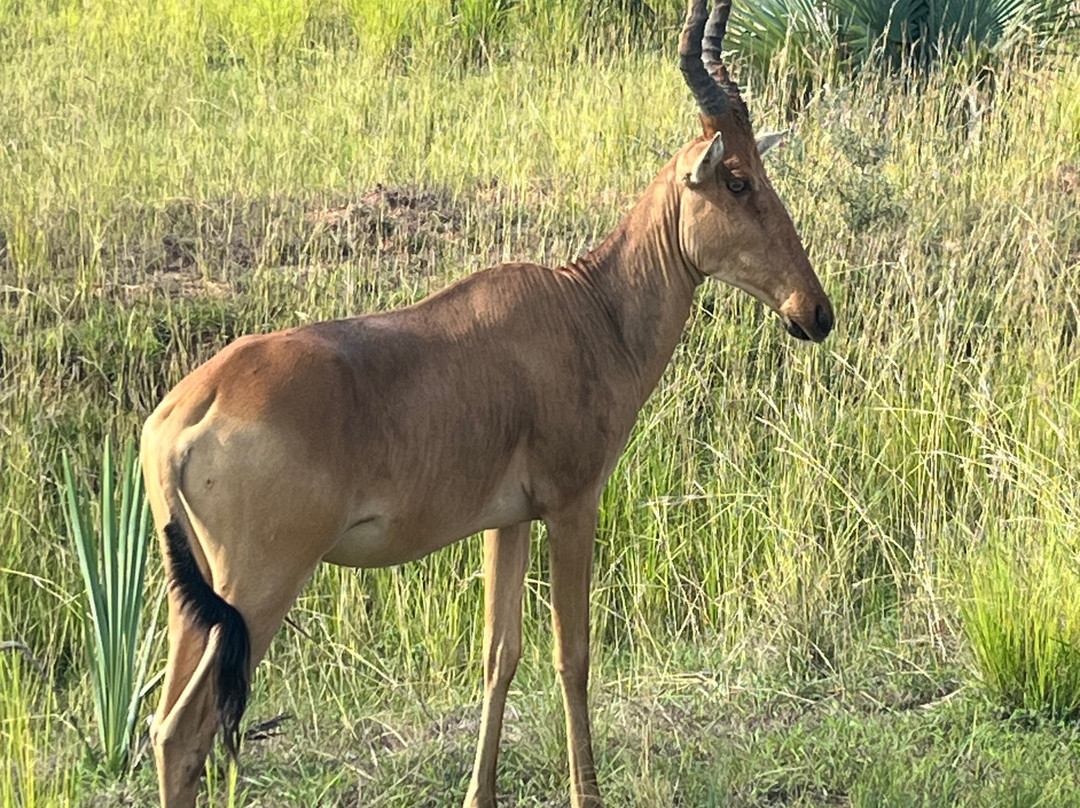 Northern Nature Safaris-Gulu必去景点