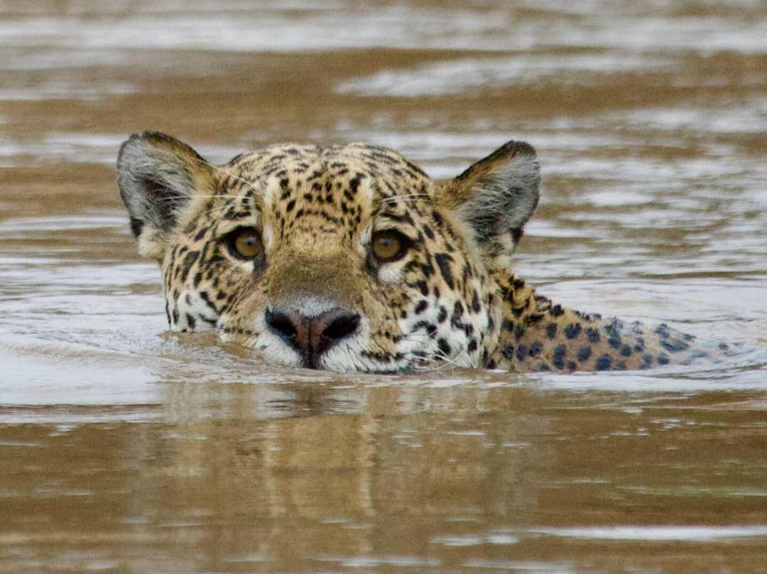 Olsen Photo Tours - Wildlife Experiences-Porto Jofre必去景点