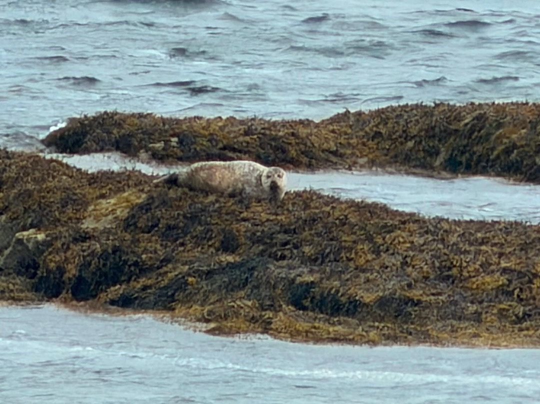 Wild Mull Tours-Pennyghael必去景点