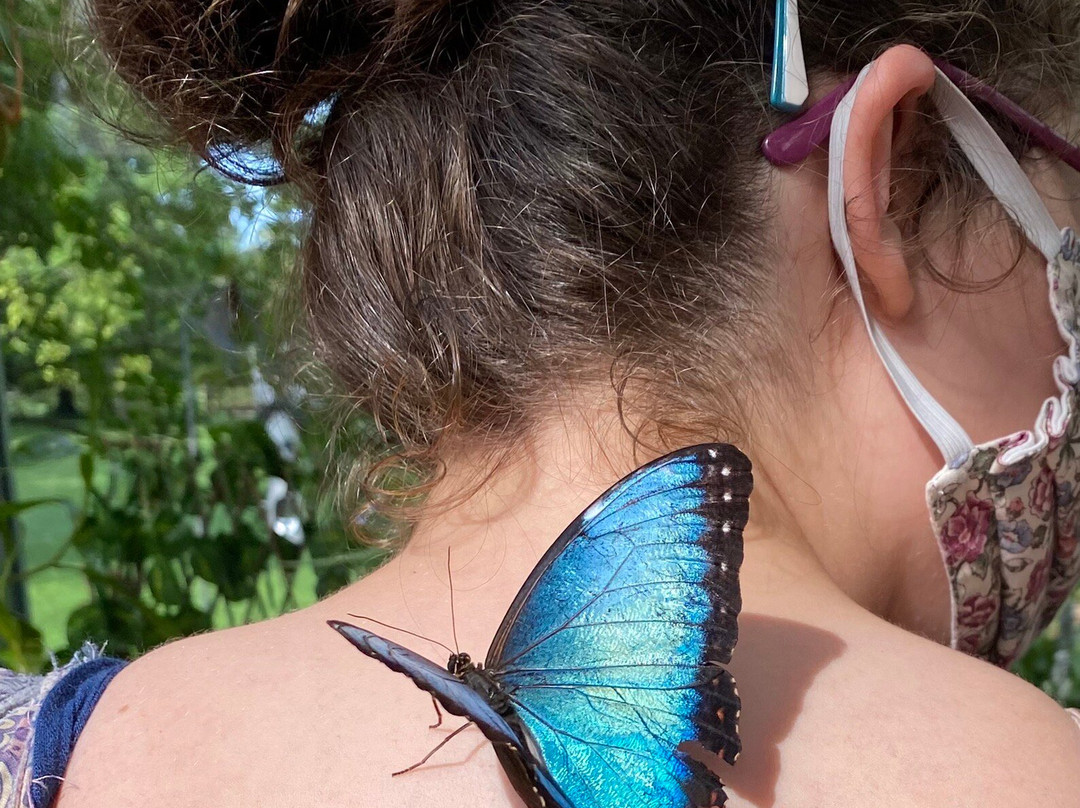 The Original Mackinac Island Butterfly House & Insect World-麦其诺岛必去景点