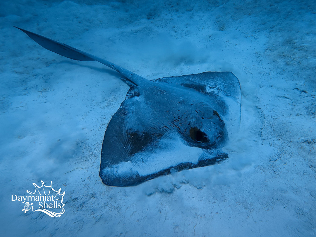 Daymaniat Shells-马斯喀特必去景点