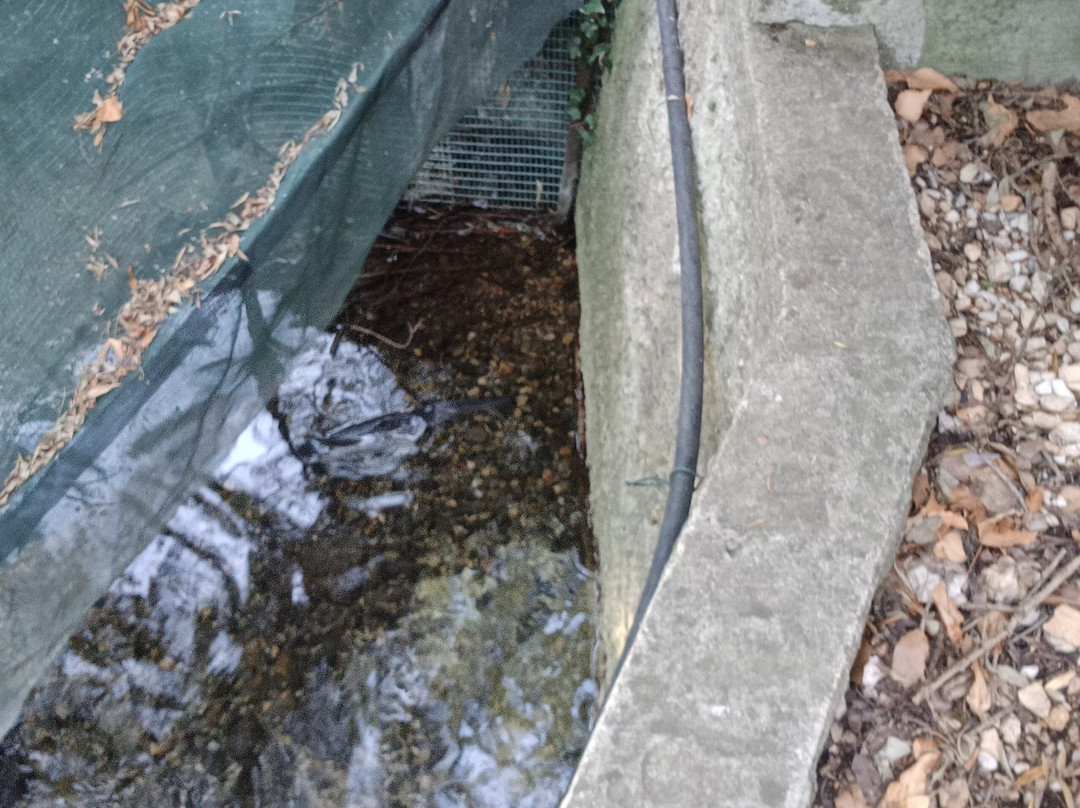 Pisciculture de Signes / Les sources du Gapeau-Signes必去景点