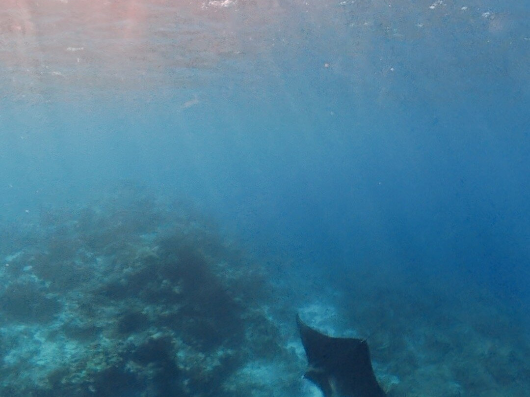 Reef Life Taveuni-马太必去景点
