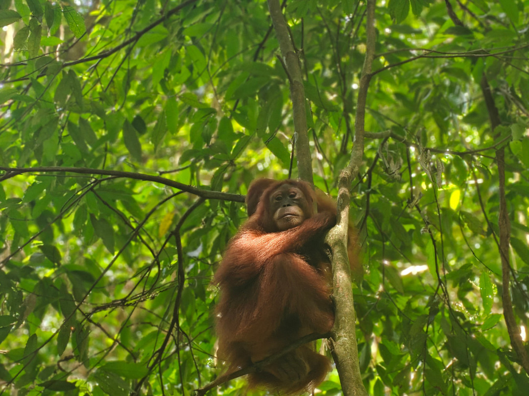 Bukit Lawang Travel-武吉拉旺必去景点