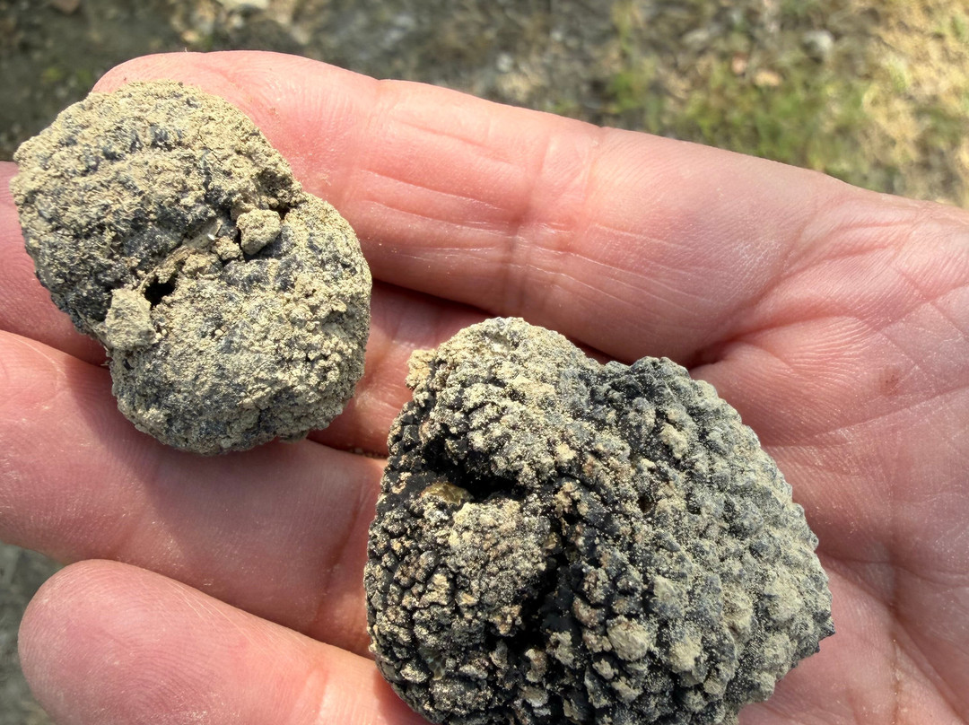 Truffle Hunting at Les Pastras-Cadenet必去景点
