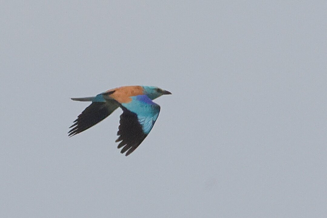 Birding In Italy-Capolona必去景点