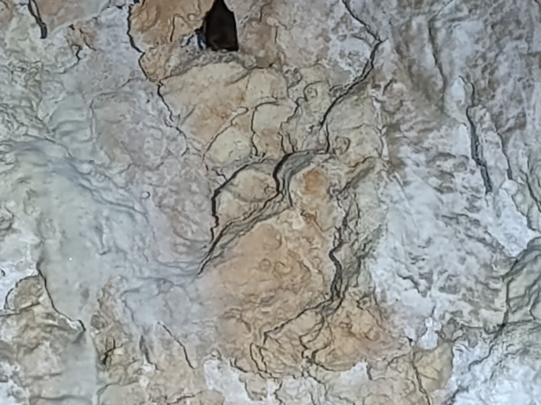 Aven Grotte Forestière-Orgnac-l'Aven必去景点