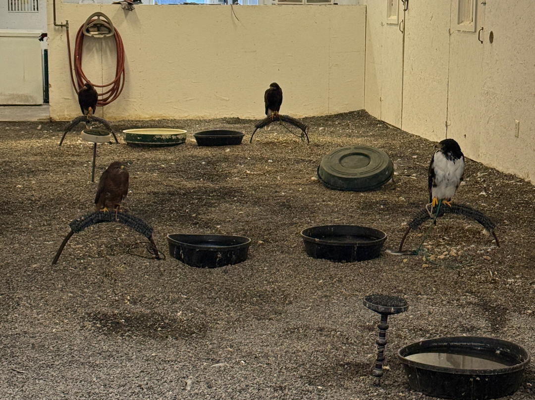 The Greenbrier Falconry-White Sulphur Springs必去景点