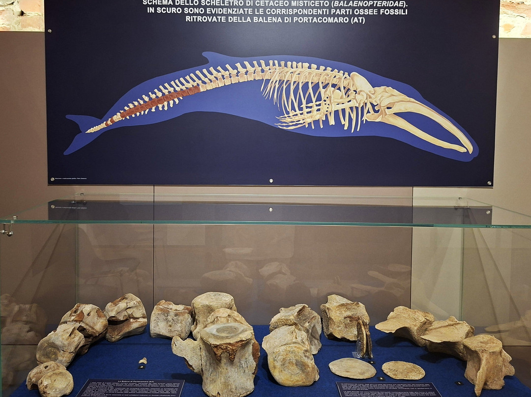 Museo Paleontologico Territoriale dell'Astigiano-阿斯蒂必去景点
