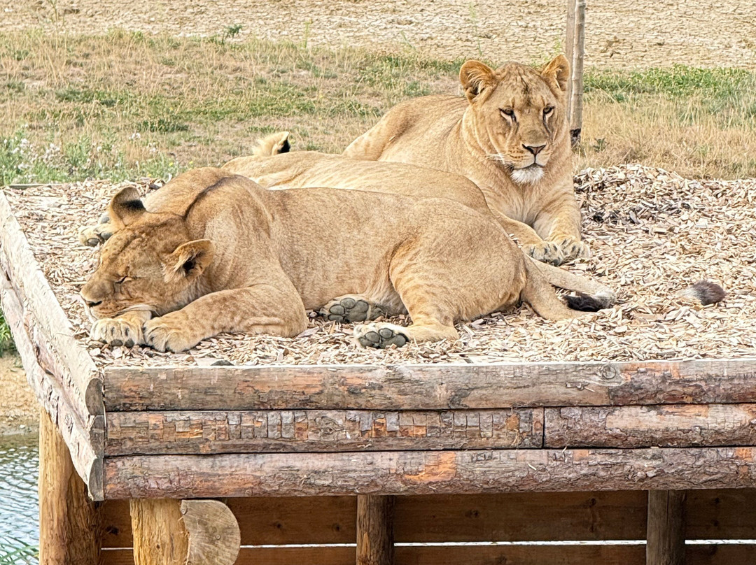 Lumigny Safari Reserve-Lumigny-Nesles-Ormeaux必去景点