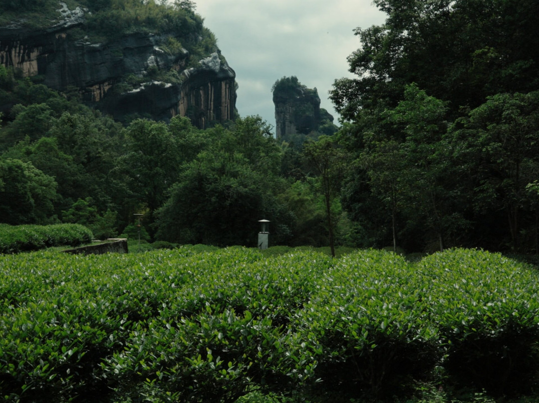 Ultimate Guide to Wuyishan-武夷山市必去景点