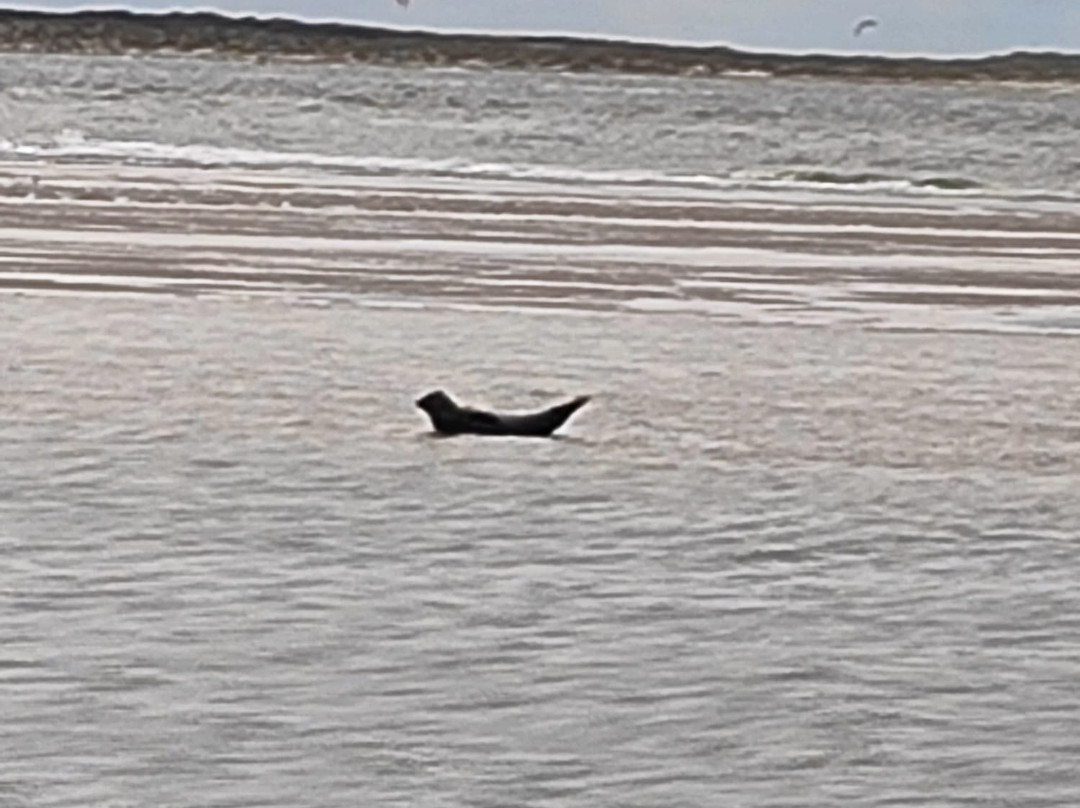 Waddenveer De Vriendschap-De Cocksdorp必去景点