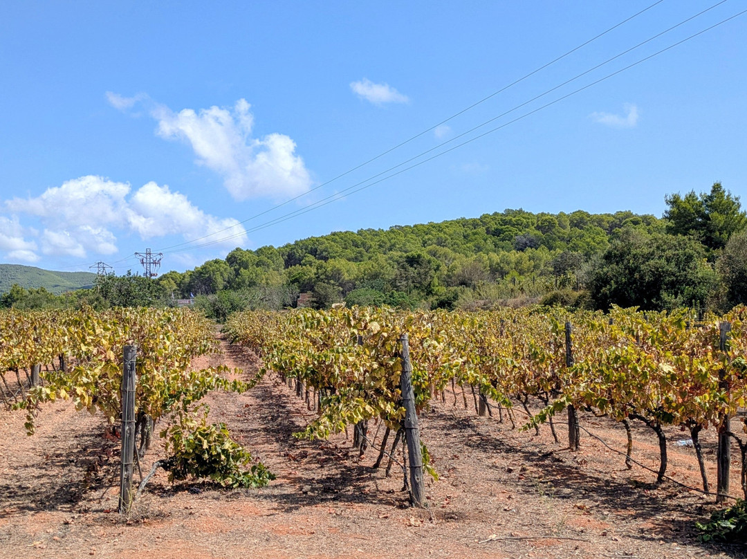 Ibizkus Wines-圣欧拉利娅尔德里奥必去景点