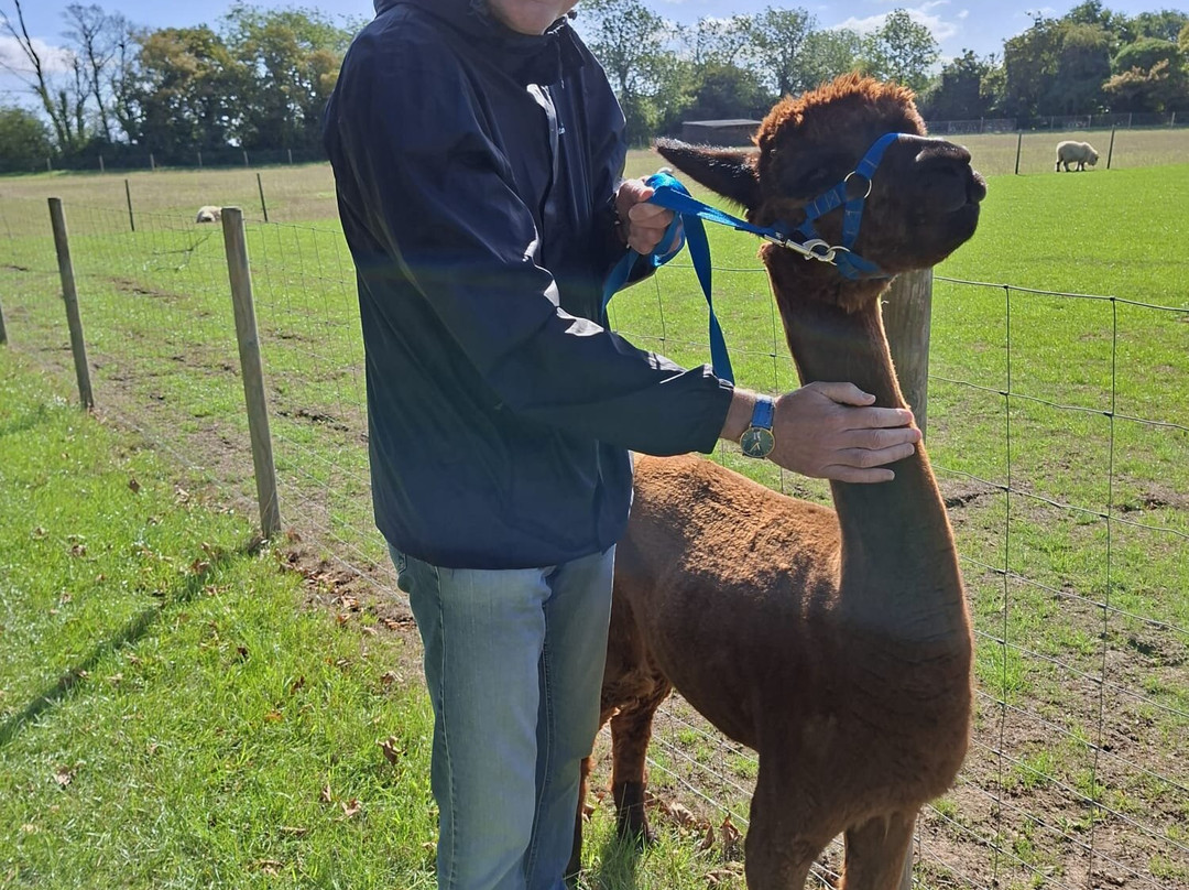 Big Sky Alpacas-Alford必去景点