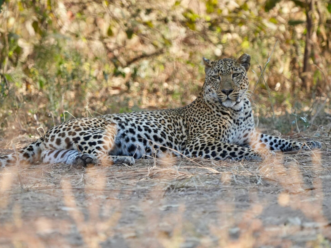 Mophy's Budget Safari-南卢安瓜国家公园必去景点