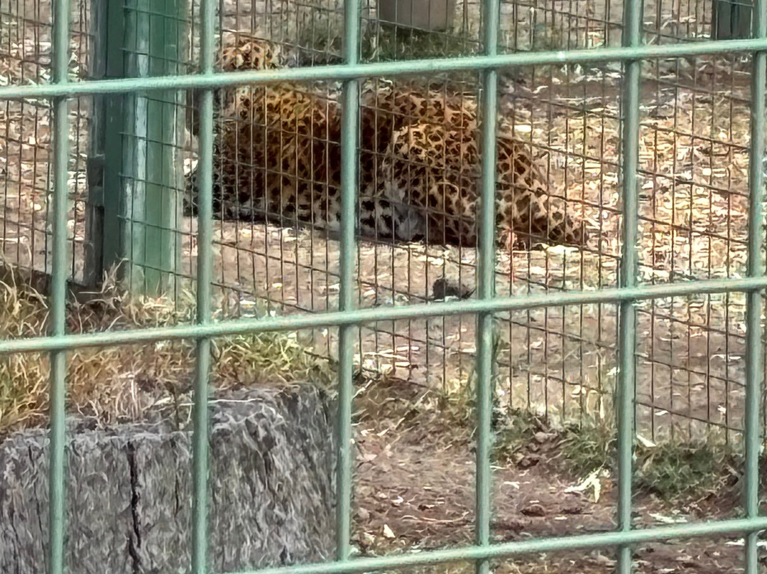Darling Downs Zoo-Gatton必去景点