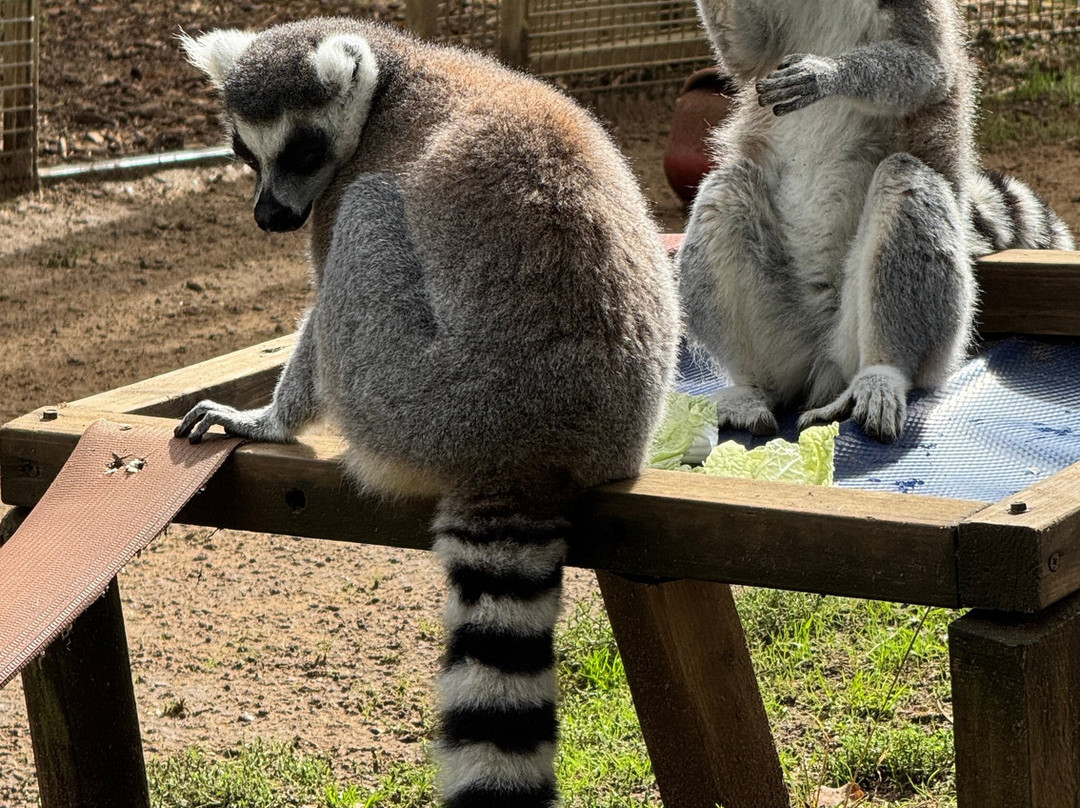 Woburn Safari Park-Woburn必去景点