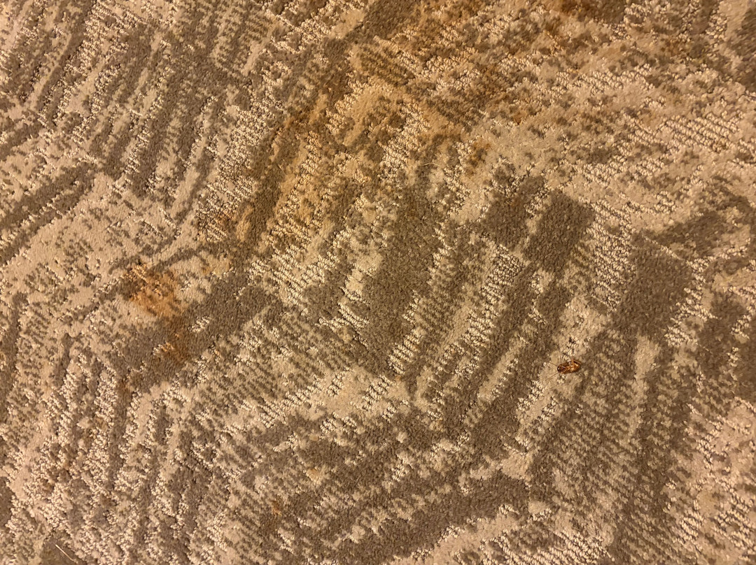 梅肯SpringHill Suites酒店主图