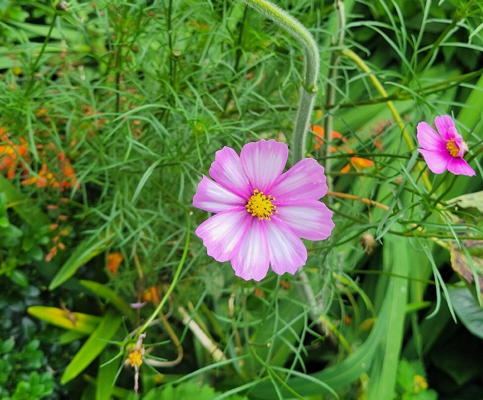 Terra Nova Garden-Kilmallock必去景点