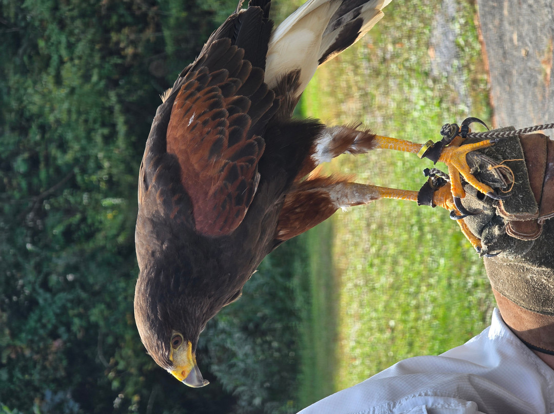 The Greenbrier Falconry-White Sulphur Springs必去景点