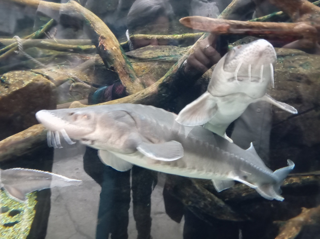 Bioparc Acuario De Gijón-希洪必去景点